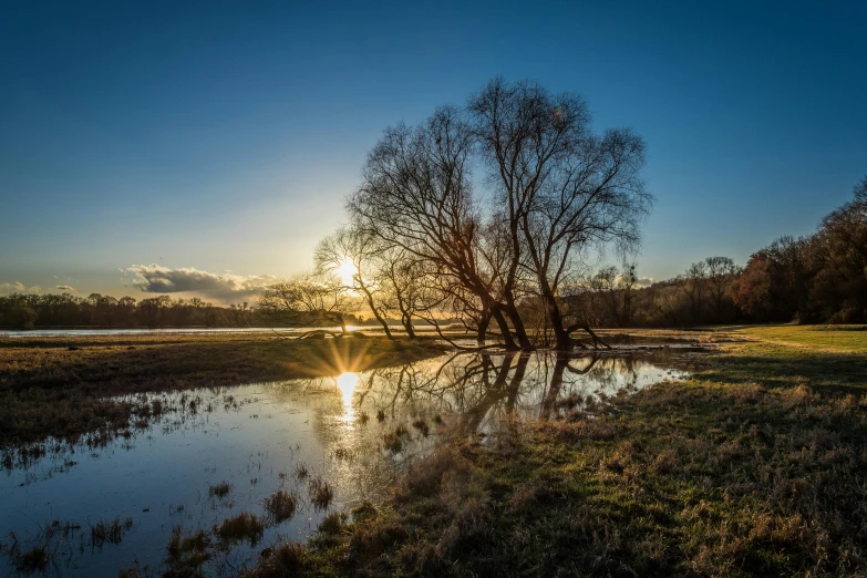 a tree that is standing in the water, by Peter Churcher, unsplash contest winner, land art, late afternoon sun, willows, walton ford, river and trees and hills