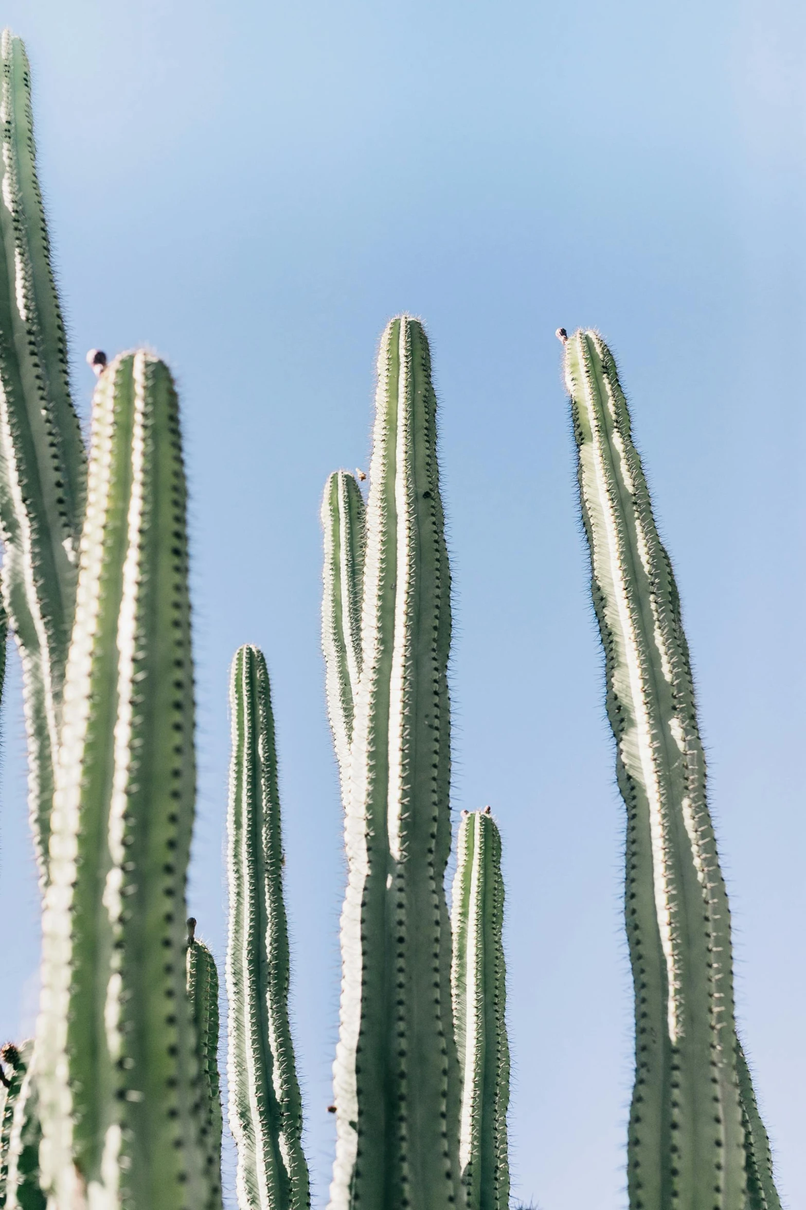 a group of cactus plants against a blue sky, an album cover, by Carey Morris, trending on unsplash, minimalism, tall thin, mexico city, morocco, long arms