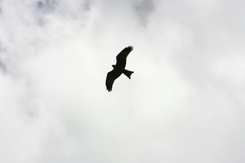 a large bird flying through a cloudy sky, a photo, pexels contest winner, hurufiyya, black silhouette, stealthy, no cropping, highkey