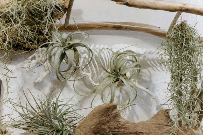 a bunch of air plants sitting on top of a piece of wood, by Helen Stevenson, anatomically correct skeleton, white sweeping arches, flatlay, lush gardens hanging