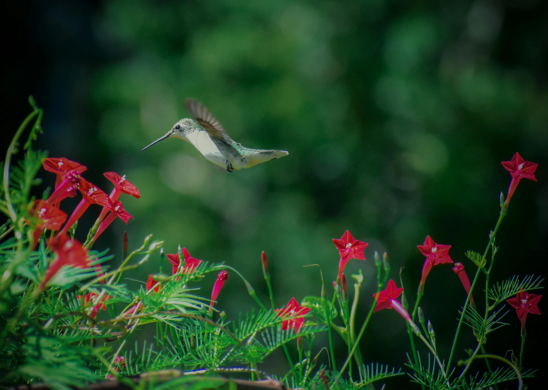 a hummingbird flying over some red flowers, by Carey Morris, pexels contest winner, hurufiyya, fine art print, a green, 4k photography high quality, an elegant