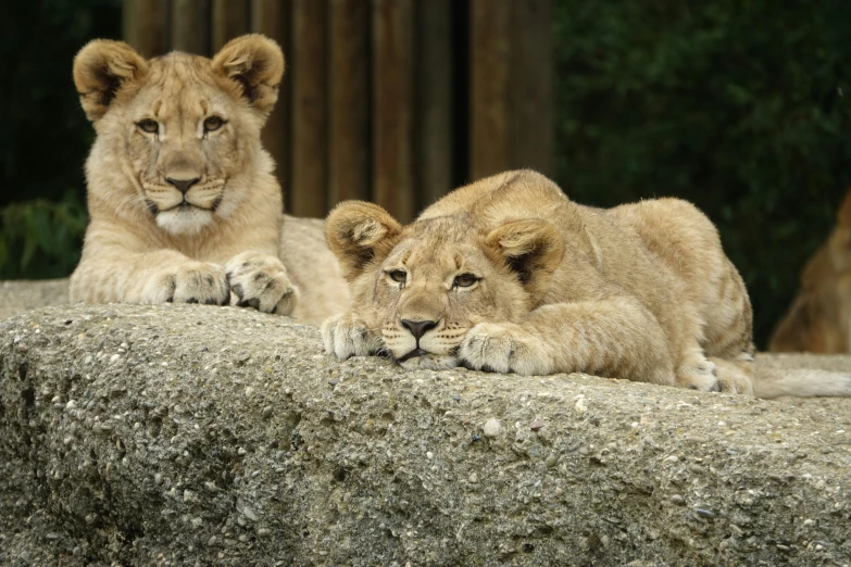 a couple of lions laying on top of a rock, looking distracted, twins, aged 2 5, waving at the camera