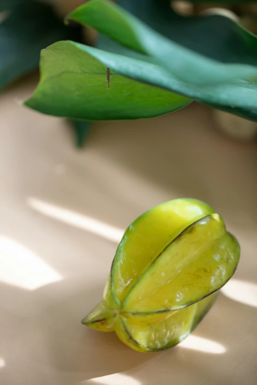 a close up of a fruit on a table, houseplant, short spout, clear curvy details, vanilla