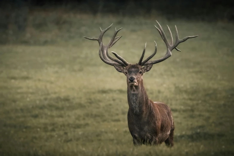 a deer that is standing in the grass, a portrait, by Jesper Knudsen, pexels contest winner, renaissance, hunting trophies, beefy, mid body shot, portrait of a big