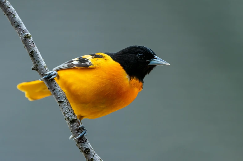 a black and yellow bird perched on a branch, by David Garner, trending on pexels, renaissance, an orange, avatar image, by greg rutkowski, outdoor photo