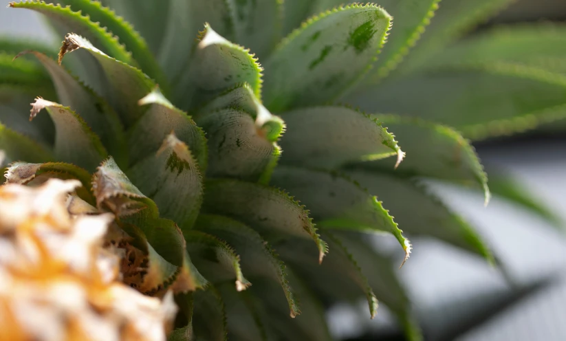 a close up of a pineapple on a table, a macro photograph, unsplash, hurufiyya, densely packed buds of weed, digital image, grey, bromeliads