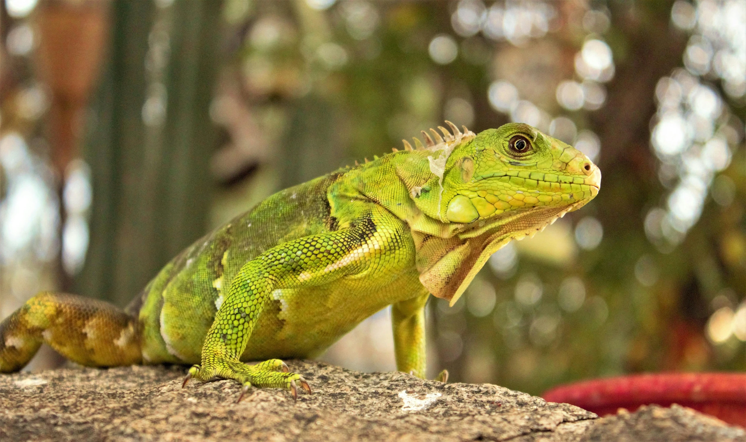 a green lizard sitting on top of a rock