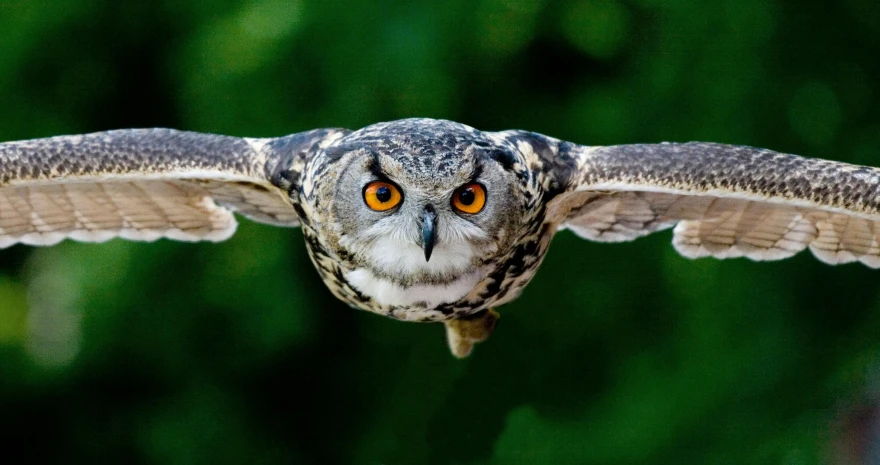 a close up of an owl flying through the air, pexels contest winner, hurufiyya, distant shot birds eye view, owl crown, all overly excited, incredibly realistic