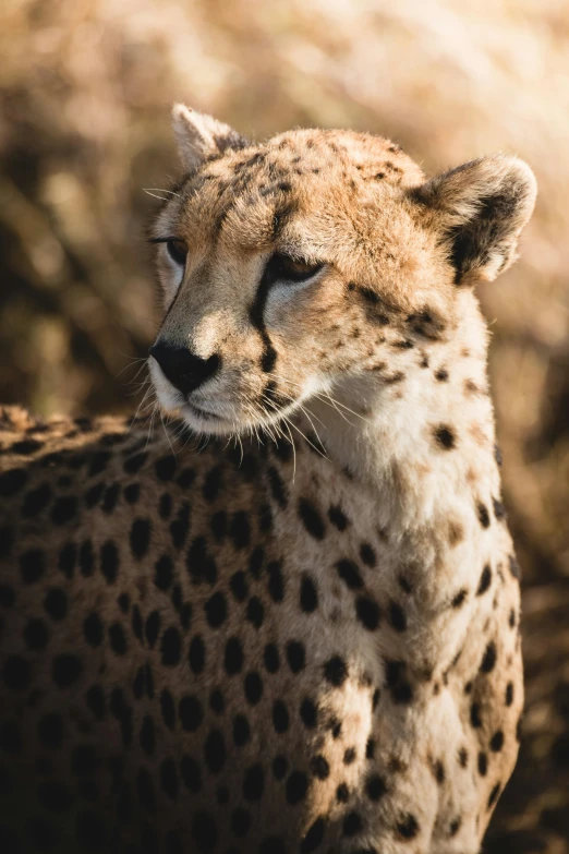 a close up of a cheetah in the wild, trending on pexels, unmistakably kenyan, transparent background, thoughtful, graphic”