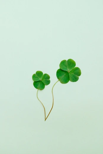 two green clovers sitting on top of each other, an album cover, trending on unsplash, minimalism, ignant, stems, holiday, university
