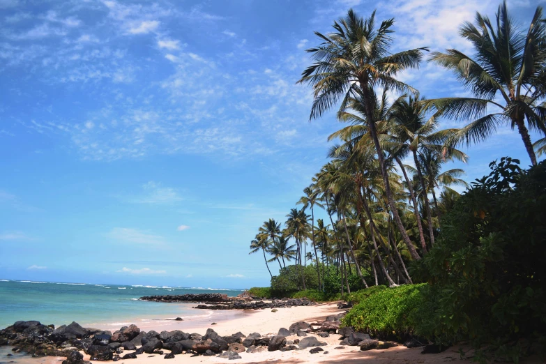 a white surfboard sitting on top of a sandy beach, coconut trees, waring a hawaiian shirt, lush vista, red sand beach