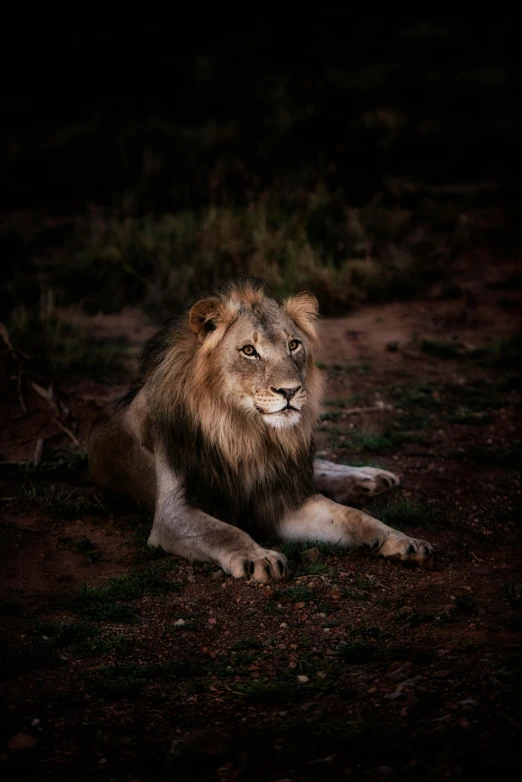 a lion laying on the ground in the dark, by Daniel Seghers, pexels contest winner, handsome prince, bushveld background, all looking at camera, handsome girl