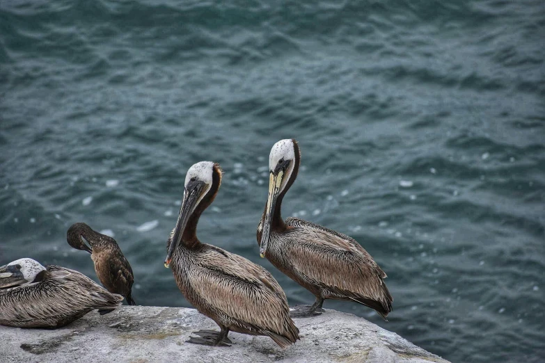 a group of pelicans sitting on a rock next to the ocean, on the ocean, up close, fan favorite, grey