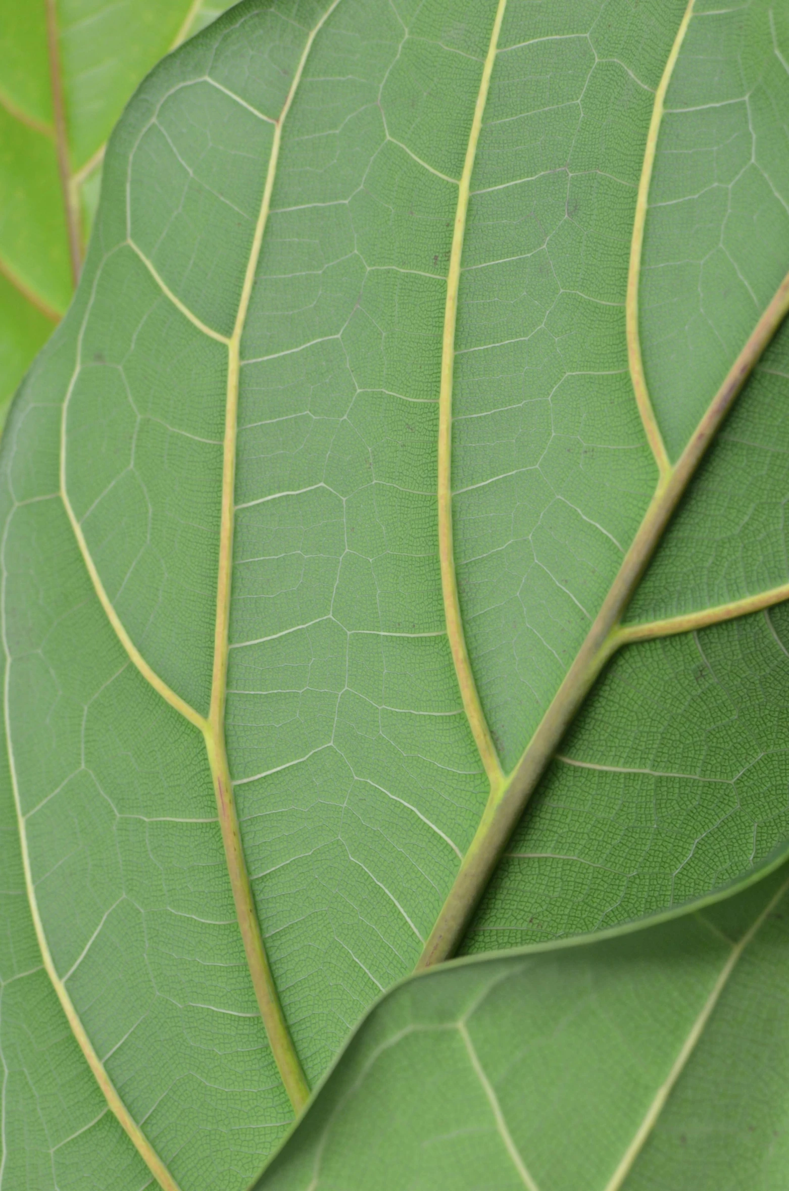 a close up of a leaf on a tree, magnolia big leaves and stems, sustainable materials, emerald, panels