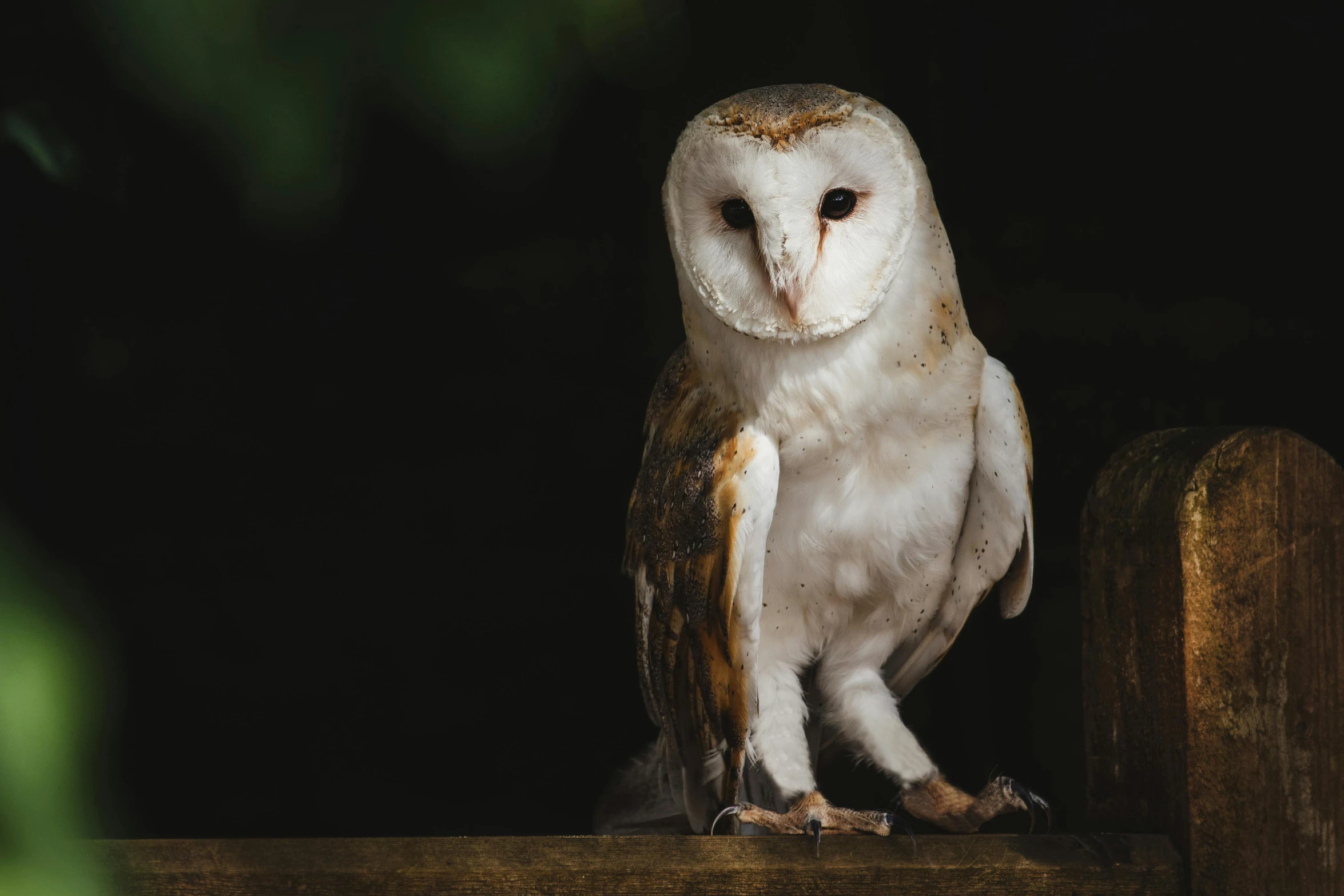 a barn owl sitting on top of a wooden fence, a portrait, pexels contest winner, renaissance, sitting on a table, 🦩🪐🐞👩🏻🦳, with a white nose, dark and white