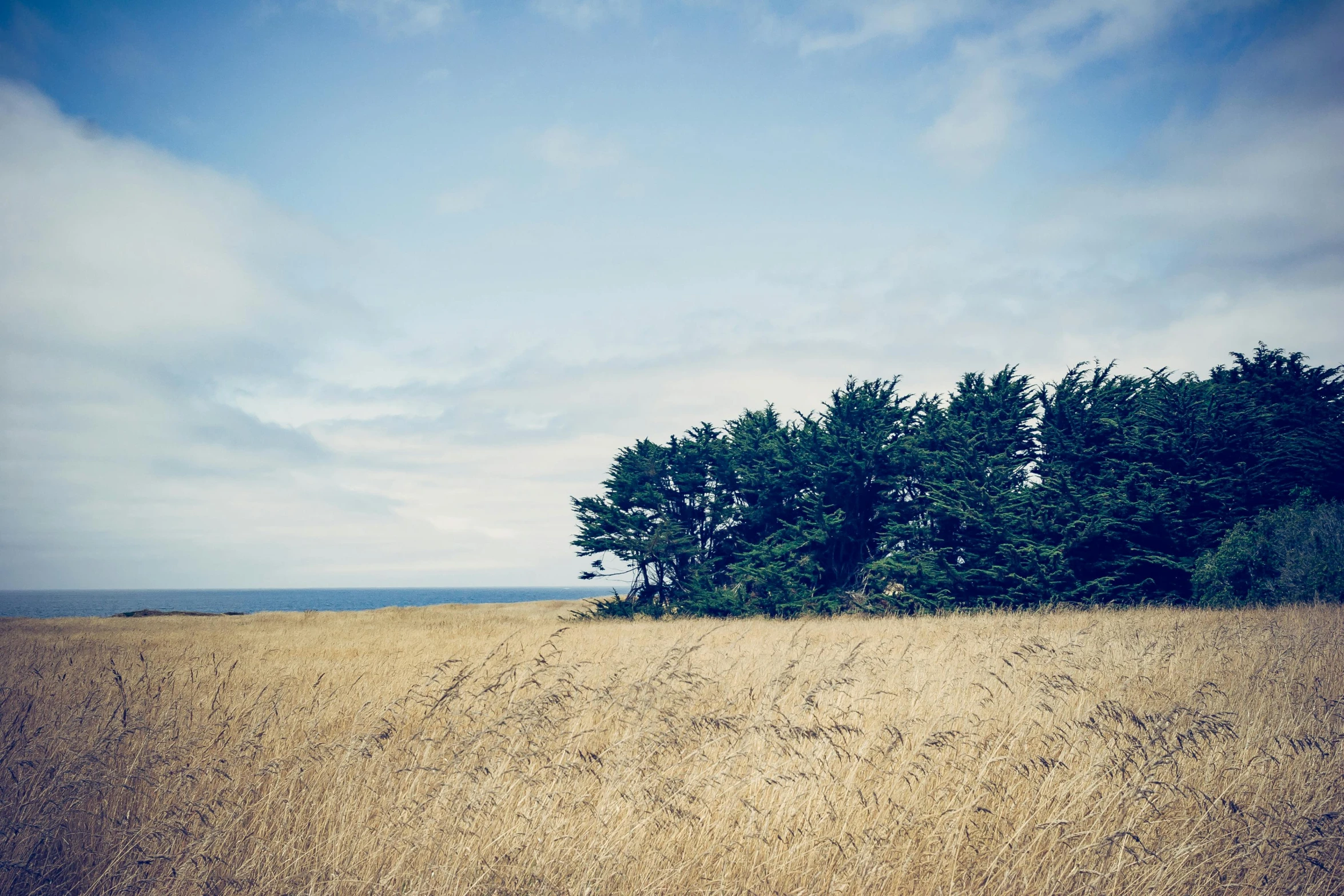 a field of grass with trees in the background, by Jessie Algie, unsplash, land art, ocean cliff side, plain background, wheat field, victoria siemer