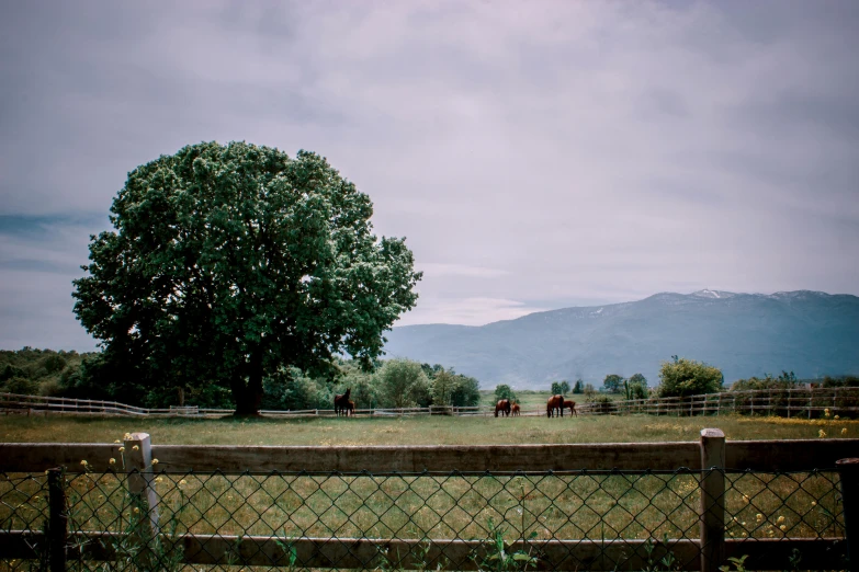 a couple of horses standing on top of a lush green field, by Carey Morris, pexels contest winner, fence line, distant mountains, laying under a tree on a farm, jovana rikalo