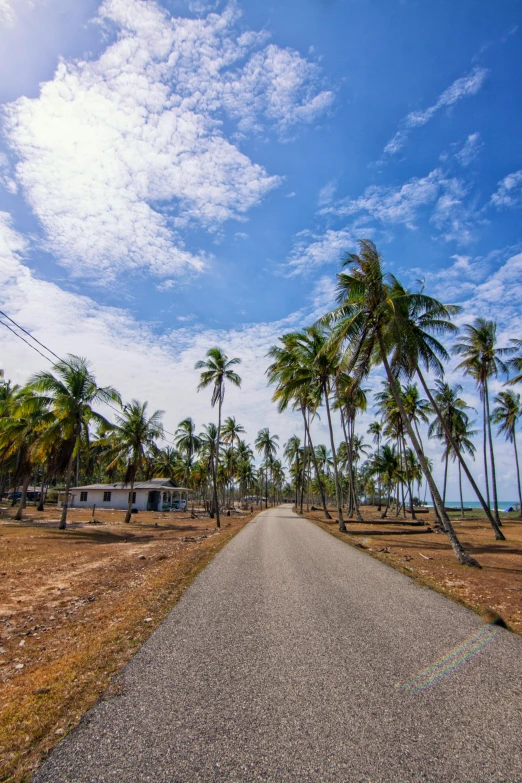 a road surrounded by palm trees on a sunny day, malaysian, square, shoreline, riding