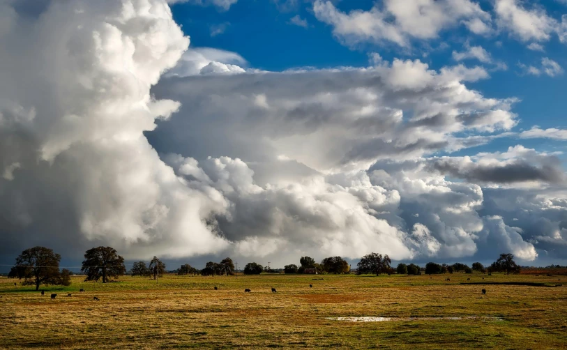 a herd of cattle standing on top of a lush green field, by Peter Churcher, pexels contest winner, precisionism, giant cumulonimbus cloud, central california, towering cumulonimbus clouds, light blue sky with clouds