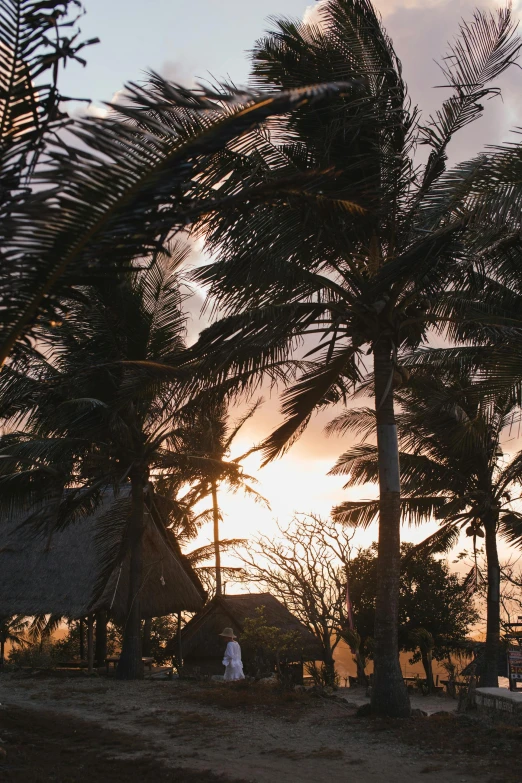 palm trees blowing in the wind at sunset, happening, tribe huts in the jungle, views to the ocean, golden-hour, coconuts