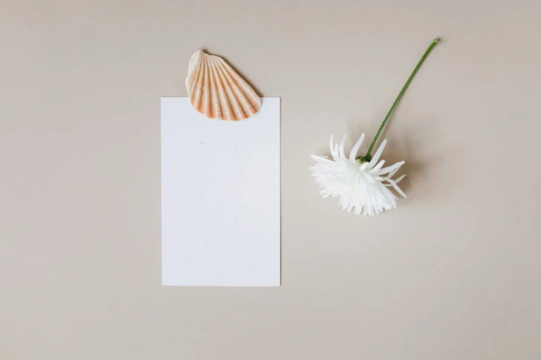 an empty piece of paper next to a flower, postminimalism, wearing seashell attire, high quality product photo