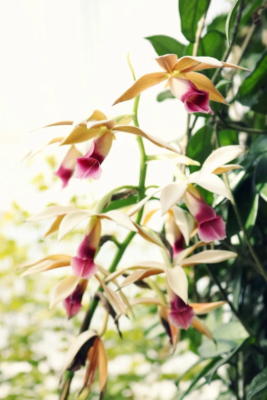 a close up of a bunch of flowers on a tree, moth orchids, on display, hanging plants, softly - lit