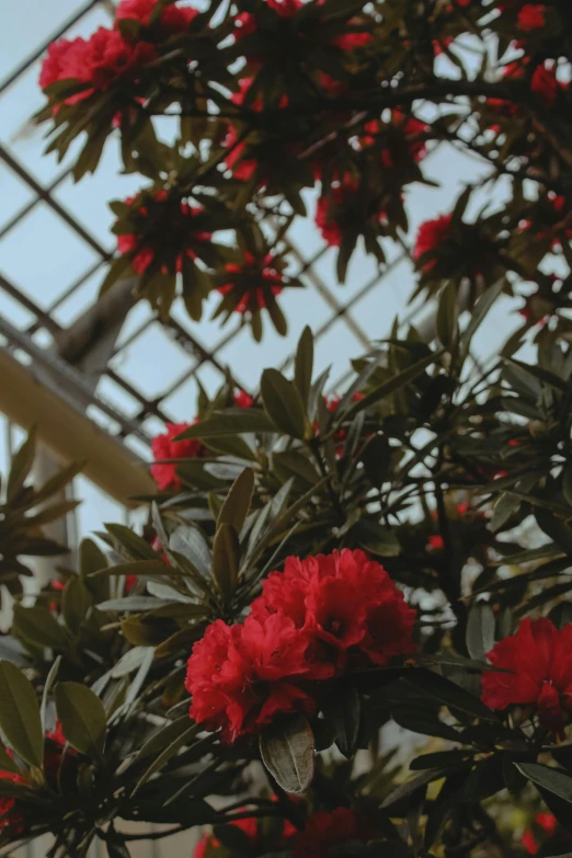 a bunch of red flowers in a greenhouse, an album cover, unsplash, visual art, large glass ceilings, exotic trees, dynamic closeup, lofi aesthetic