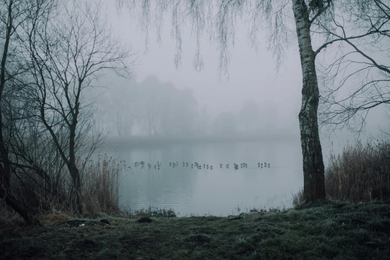 a body of water surrounded by trees on a foggy day, inspired by Elsa Bleda, pexels contest winner, romanticism, gooses, grey, concert, 2022 photograph