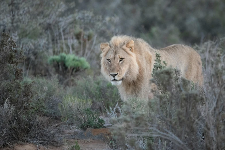 a lion standing on top of a lush green field, a portrait, by Terese Nielsen, pexels contest winner, with soft bushes, light stubble, king of the desert, lachlan bailey