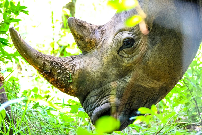 a close up of a rhino in the grass, pexels contest winner, 💋 💄 👠 👗, truncated snout under visor, viewed from behind, photorealistic”