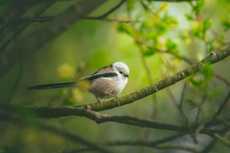 a small bird sitting on top of a tree branch, pexels contest winner, baroque, bushy white beard, retro stylised, fluffy green belly, a blond