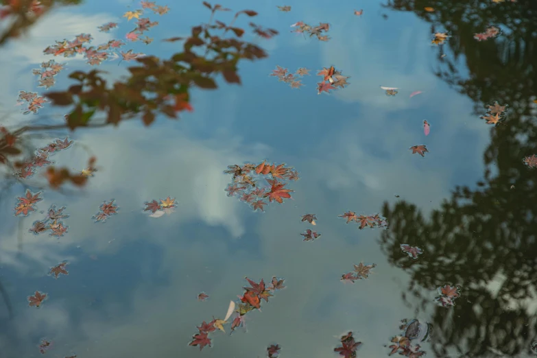 a bunch of leaves floating on top of a body of water, inspired by Monet, unsplash, scattered clouds, low angle wide shot, today\'s featured photograph 4k, reflective pool
