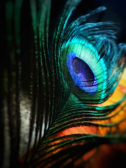 a close up of a peacock's eye, an album cover, by Adam Marczyński, trending on pexels, art photography, multiple stories, !!! colored photography, hyper color photograph