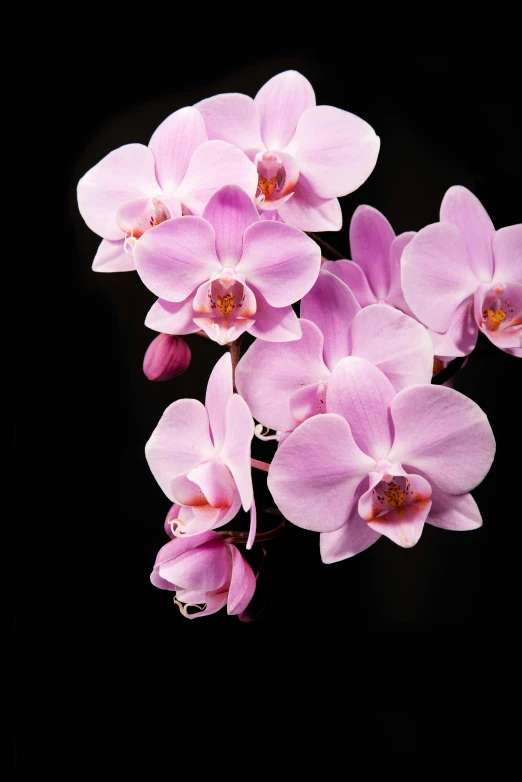 a bunch of pink flowers on a black background, overgrown with puffy orchids, no cropping, zoomed in, full product shot