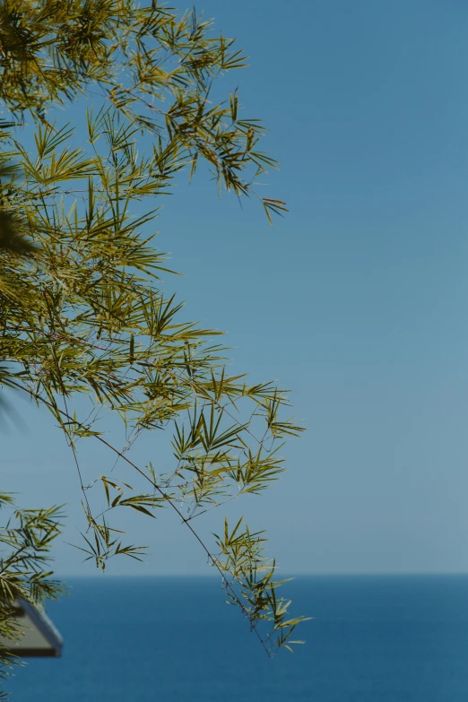 a birdhouse sitting on top of a tree next to the ocean, as seen from the canopy, mediterranean vista, of bamboo, cloudless-crear-sky