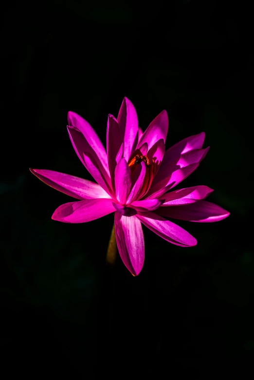 a pink flower that is glowing in the dark, a portrait, by Sven Erixson, pexels, nymphaea, high quality image, various posed, crimson