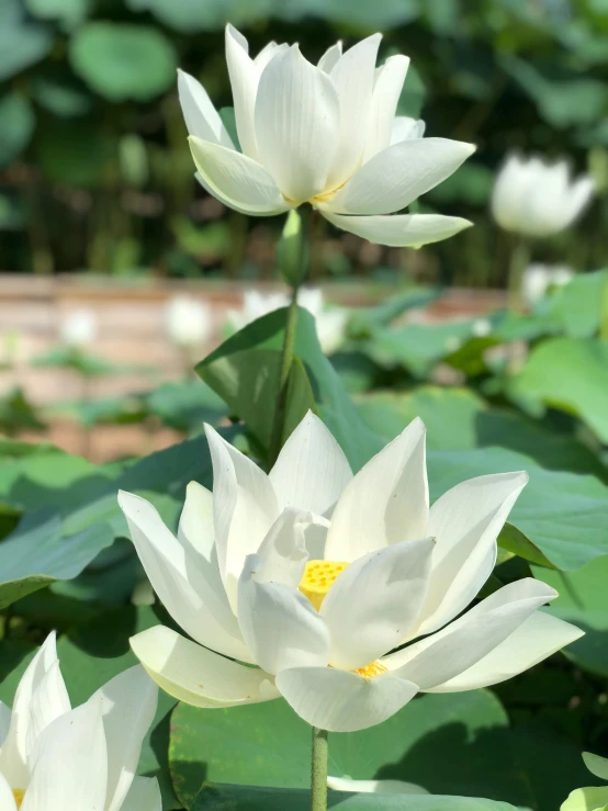 a group of white flowers sitting on top of a lush green field, gilded lotus princess, in bloom greenhouse, neck zoomed in, visuals