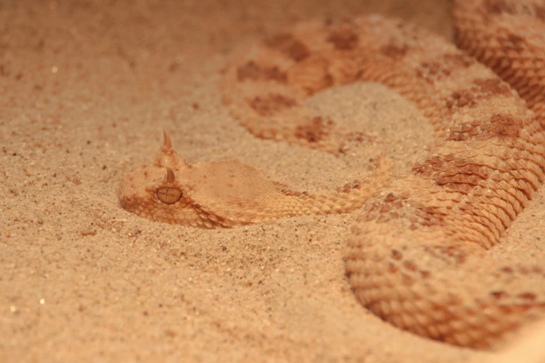 a close up of a snake in the sand, orange fluffy belly, hatched pointed ears, desert camouflage, digital image