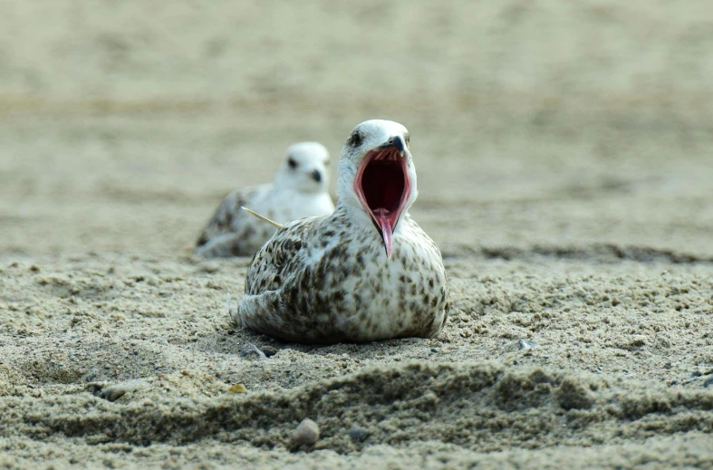 a bird with its mouth open sitting in the sand, seagulls, shouting, spotted, immature