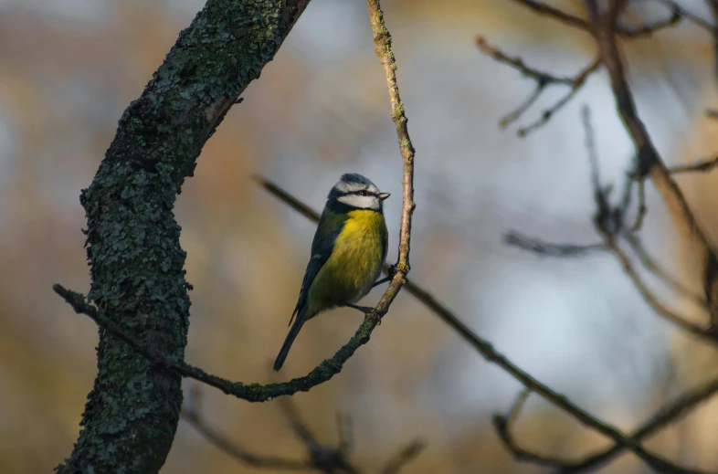 a small bird sitting on top of a tree branch, on a tree