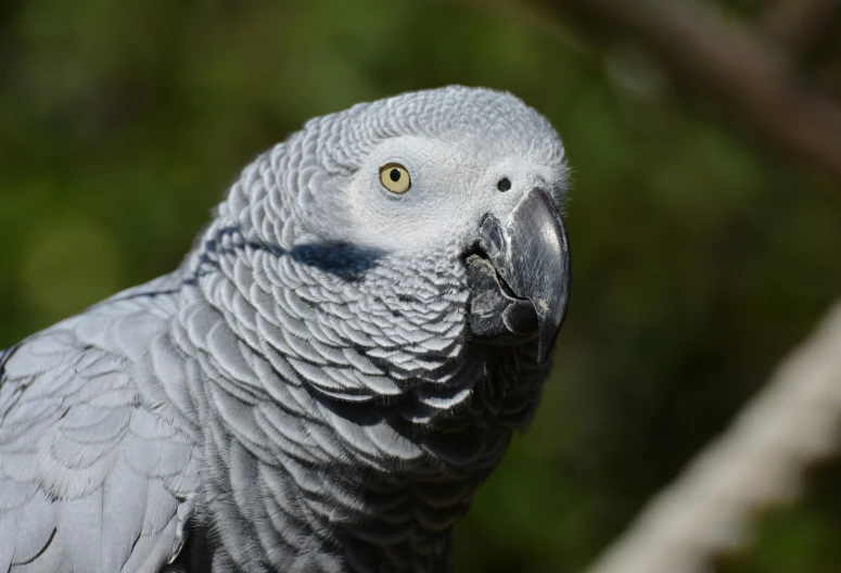 a gray parrot sitting on top of a tree branch, a portrait, pexels contest winner, hurufiyya, picton blue, today\'s featured photograph 4k, high detail 4 k, grey skinned