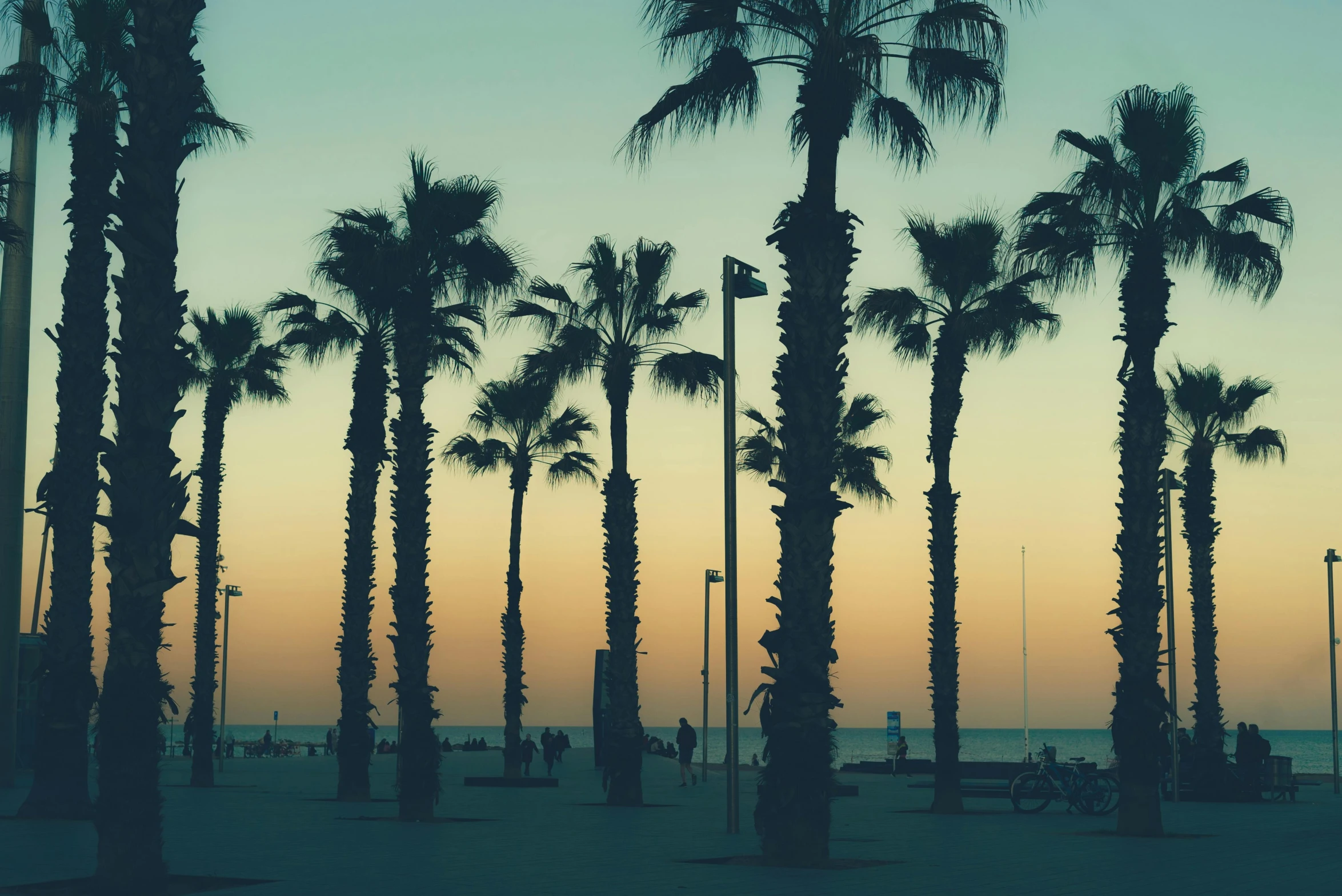 a group of palm trees sitting on top of a sandy beach, inspired by Elsa Bleda, pexels contest winner, baroque, venice at dusk, teal aesthetic, barcelona, where a large