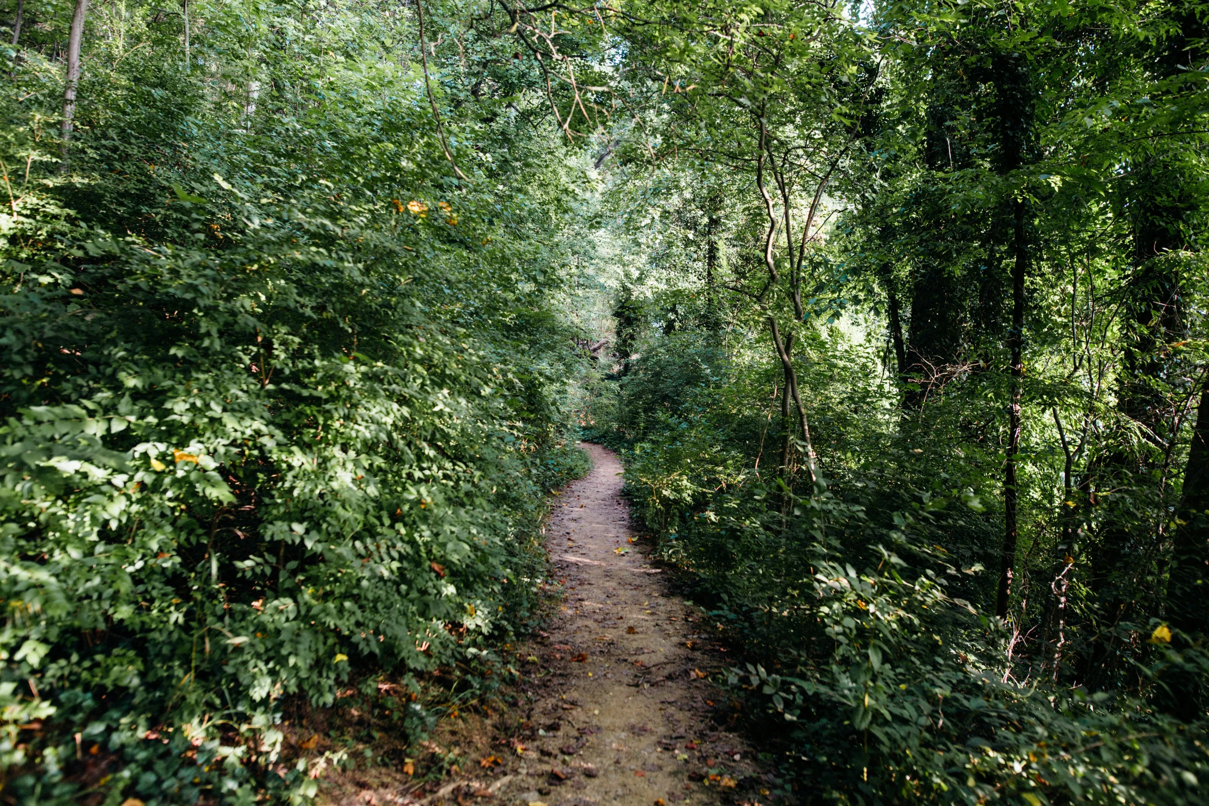 a dirt path in the middle of a forest, inspired by Thomas Struth, renaissance, f 1.4 kodak portra, joel sternfeld, medium format. soft light, photo realistic”