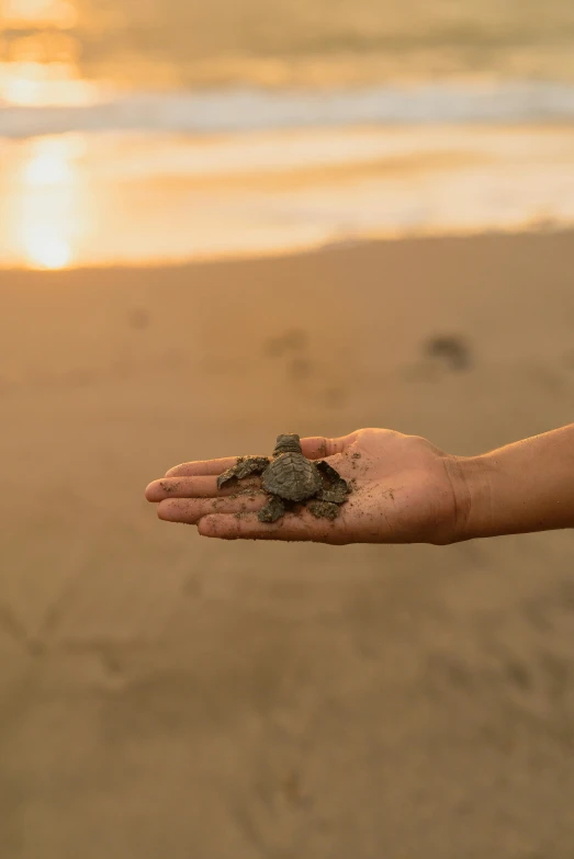 a person holding a baby turtle on a beach, at the golden hour, shell craters, in a beachfront environment, reach