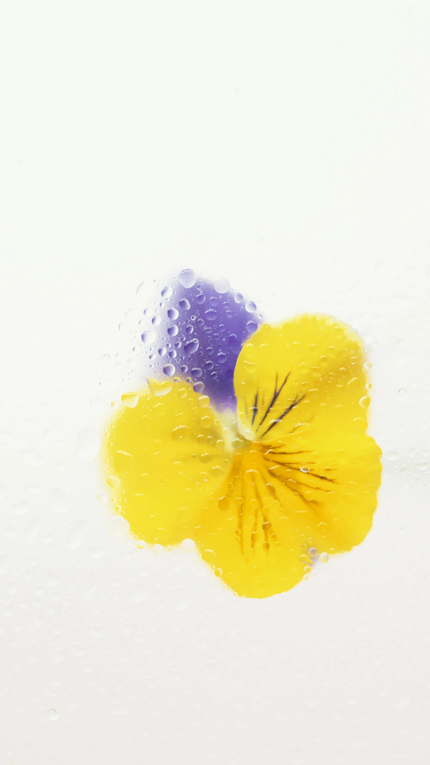 a yellow and purple flower sitting on top of a white surface, inspired by Yves Klein, unsplash, graffiti, condensation droplet render, edible flowers, demur, video still