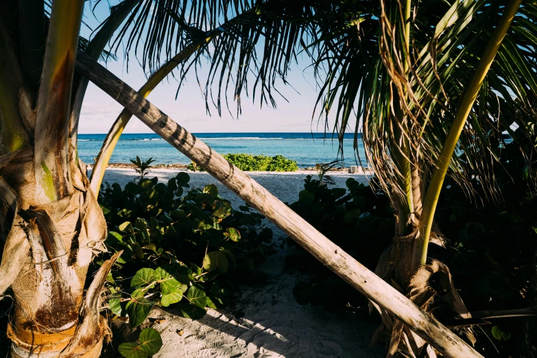 a palm tree sitting on top of a sandy beach, by Carey Morris, unsplash, visual art, archways made of lush greenery, reefs, sam leach, late afternoon