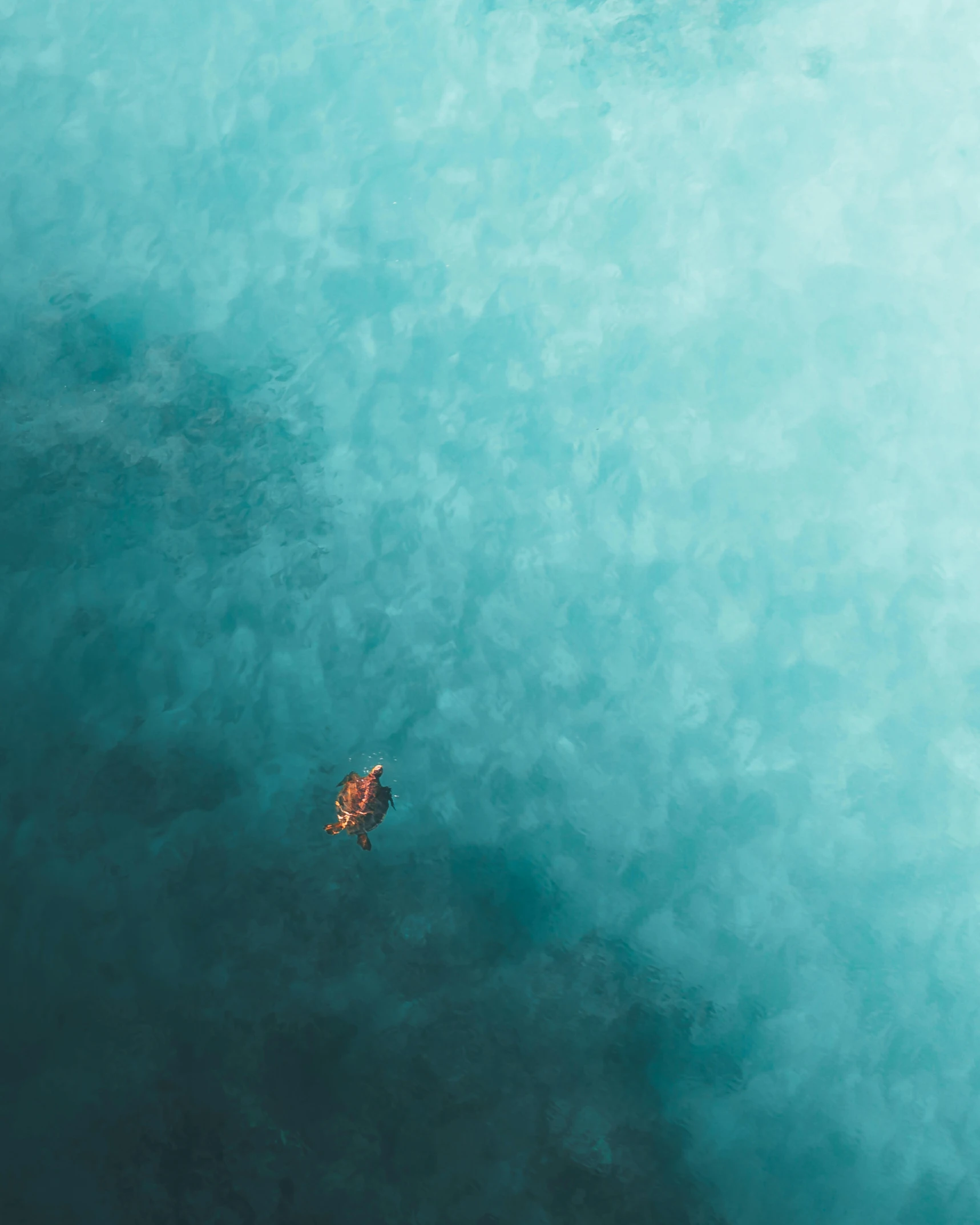 a person swimming in a body of water, a minimalist painting, unsplash contest winner, bird\'s eye view, brown and cyan color scheme, foggy photo 8 k, hq 4k phone wallpaper