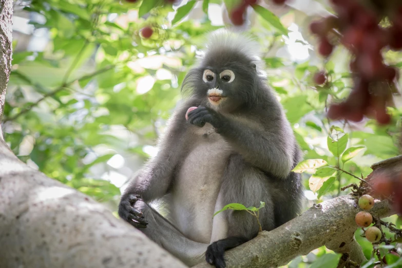 a monkey that is sitting in a tree, by Peter Churcher, pexels contest winner, sumatraism, with fruit trees, grey ears, soft lulling tongue, illustration