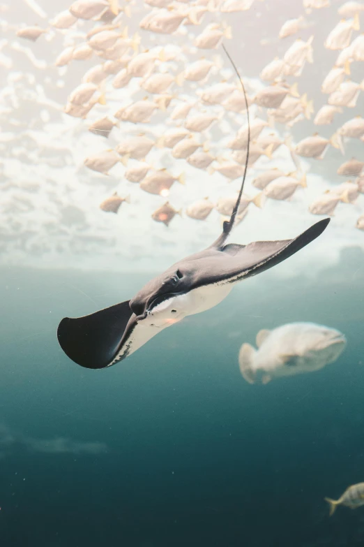 a manta ray in the ocean surrounded by fish, by Daniel Lieske, unsplash contest winner, conceptual art, long arm, 2022 photograph, bottom - view, manta ray made of pancake