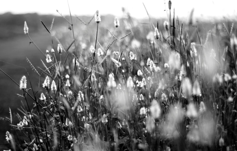 a black and white photo of a field of grass, a black and white photo, unsplash, swarming in flowers, ethereal flowerpunk, tufted softly, more and more composision